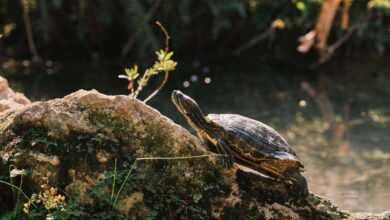 Nurturing Natives: A Comprehensive Guide to Red-Eared Slider Turtle Care