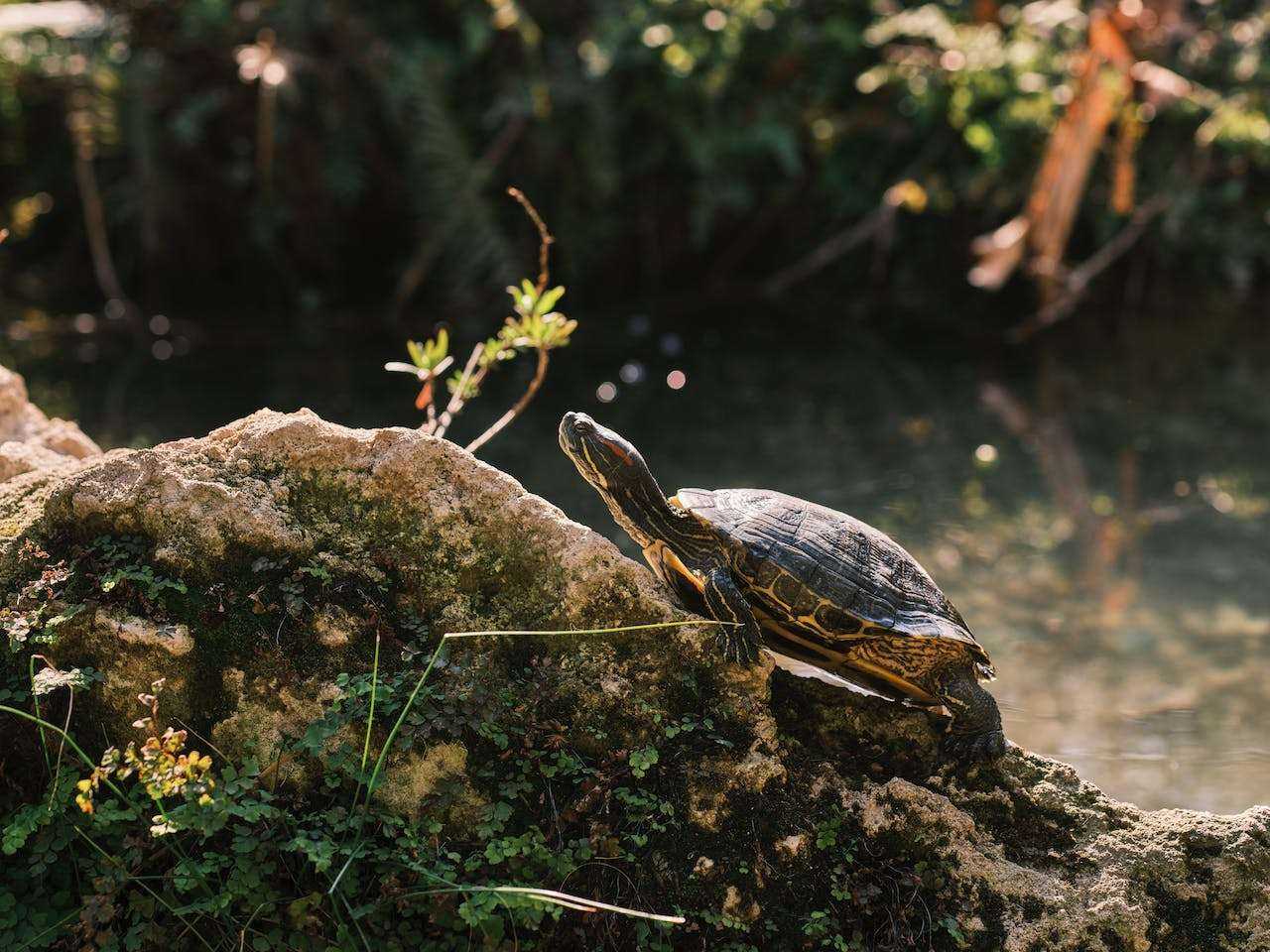 Nurturing Natives: A Comprehensive Guide to Red-Eared Slider Turtle Care