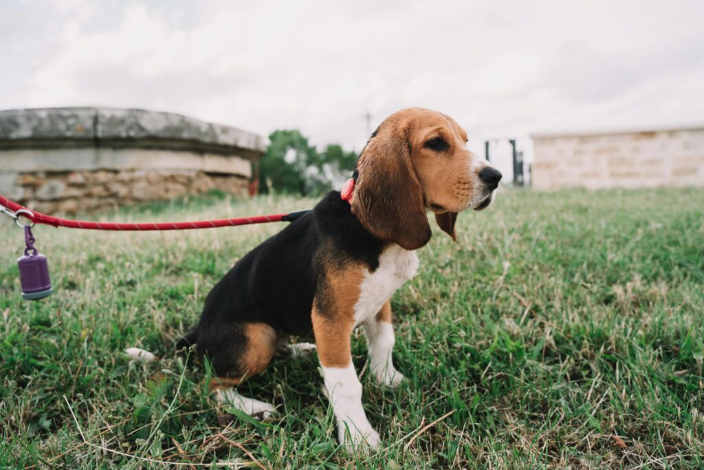 Eco Friendly Dog Poop Disposal: The Complete Waste Management Guide 2026