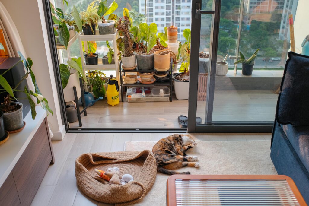 Calm Cat Breeds for Apartment Living: The Complete Feline Selection Guide 2026