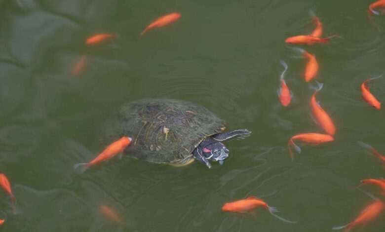 Pet Fish and Turtle Diseases Caused by Poor Water Quality