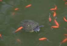 Pet Fish and Turtle Diseases Caused by Poor Water Quality
