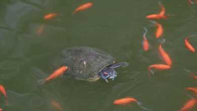 Pet Fish and Turtle Diseases Caused by Poor Water Quality