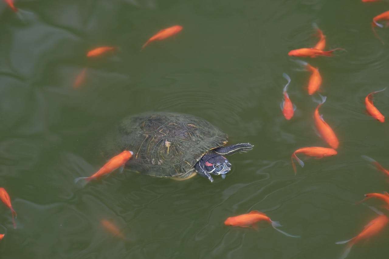 Pet Fish and Turtle Diseases Caused by Poor Water Quality