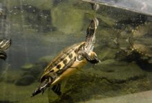 How to Set Up a Turtle Tank: A Comprehensive Guide for Beginners