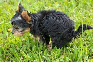 Eco Friendly Dog Poop Disposal: The Complete Waste Management Guide 2026