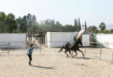 Equine Haven: Discovering the Best Horse Boarding and Training Facilities