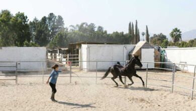 Equine Haven: Discovering the Best Horse Boarding and Training Facilities