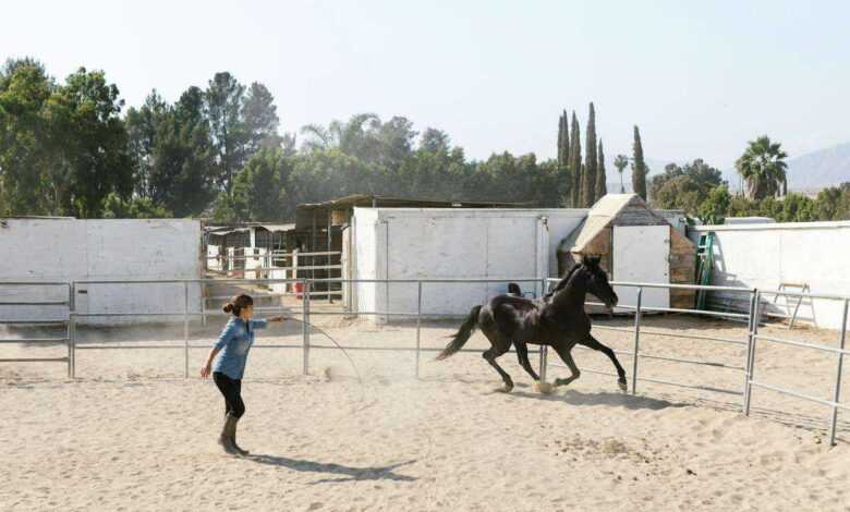 Equine Haven: Discovering the Best Horse Boarding and Training Facilities