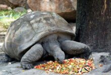 What to Feed a Pet Turtle: Nurturing Your Shell-Clad Companion