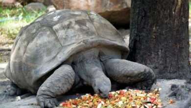 What to Feed a Pet Turtle: Nurturing Your Shell-Clad Companion