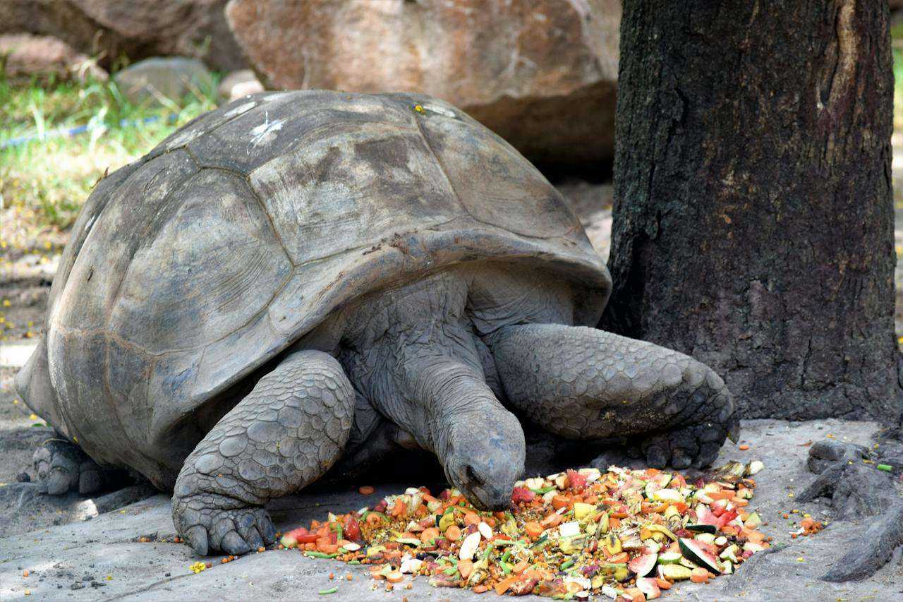 What to Feed a Pet Turtle: Nurturing Your Shell-Clad Companion