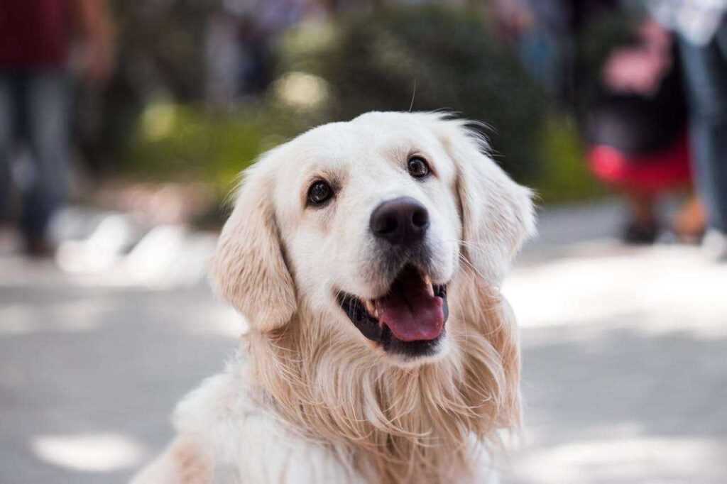 Eco Friendly Dog Poop Disposal: The Complete Waste Management Guide 2026