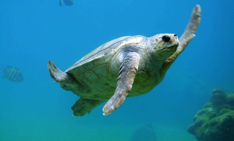 Exploring the Rich Tapestry: Turtle Habitats and Ecosystems Worldwide