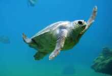 Exploring the Rich Tapestry: Turtle Habitats and Ecosystems Worldwide