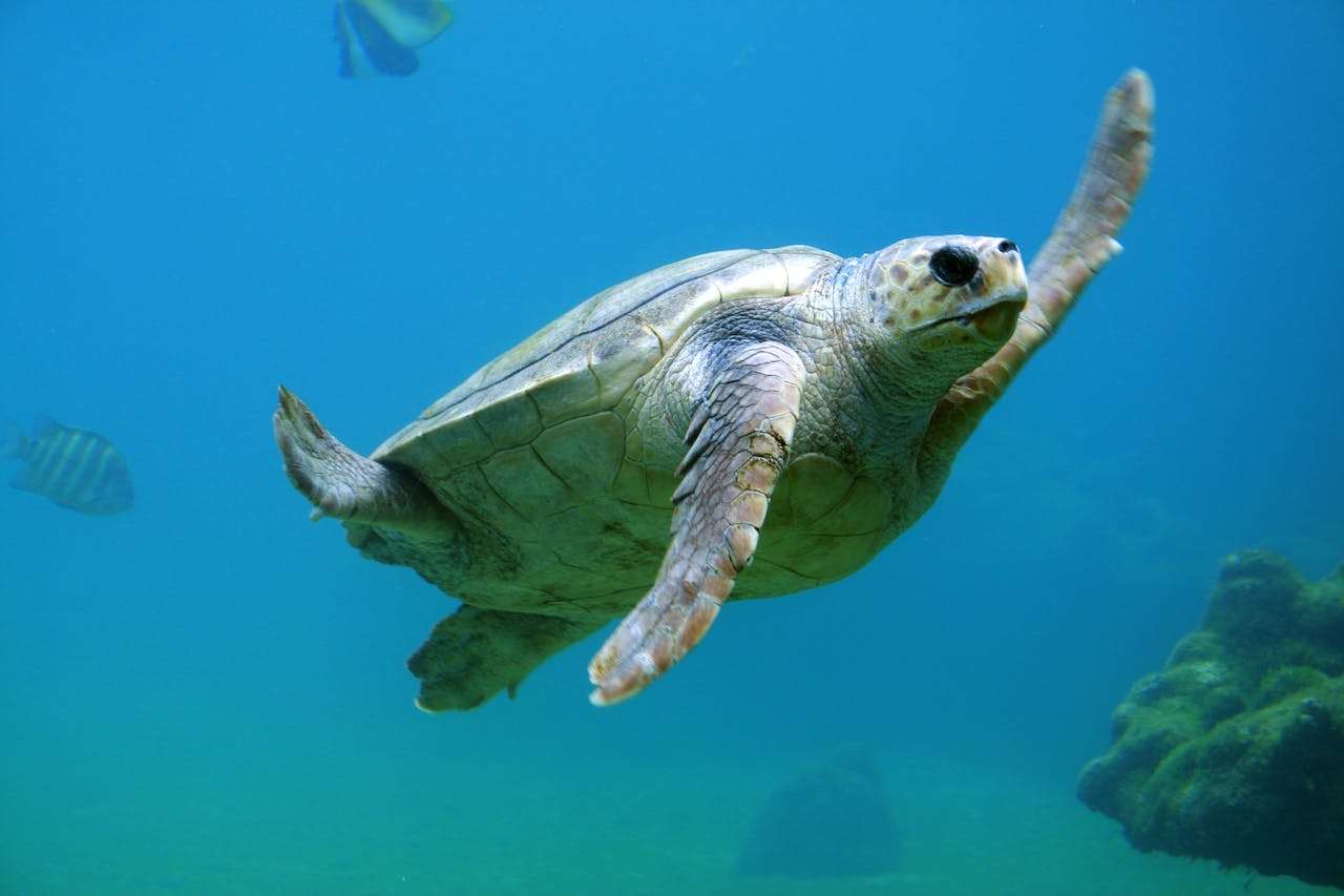 Exploring the Rich Tapestry: Turtle Habitats and Ecosystems Worldwide