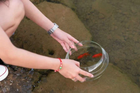 Unveiling the Wonders: In-Depth Fun Facts About Your Pet Fish Unveiling the Wonders: In-Depth Fun Facts About Your Pet Fish