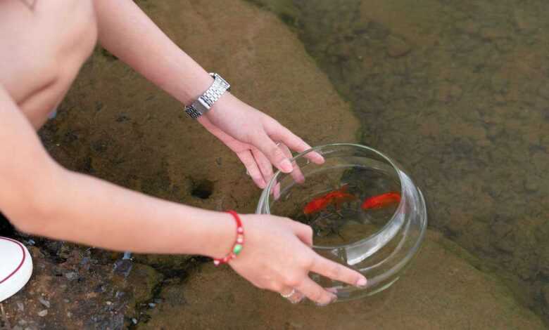 Unveiling the Wonders: In-Depth Fun Facts About Your Pet Fish