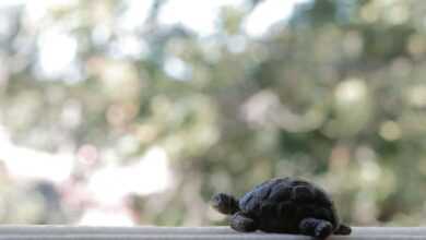 How to Care for a Sick Turtle: Turtle Diseases and Treatments