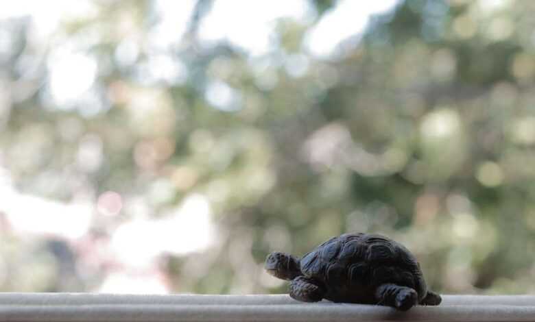 How to Care for a Sick Turtle: Turtle Diseases and Treatments