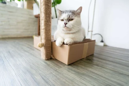 How to Attract a Cat to the Litter Box: The Complete Litter Training Guide 2026 How to Attract a Cat to the Litter Box: The Complete Litter Training Guide 2026
