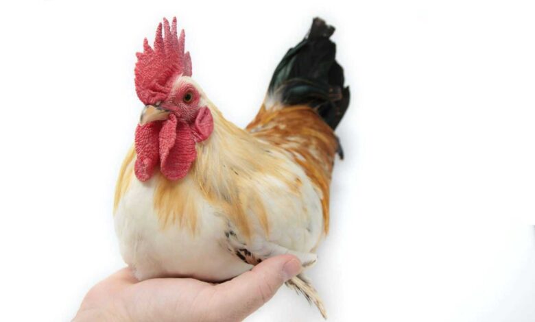 Feathered Friends: Best Chicken Breeds for Beginners Revealed