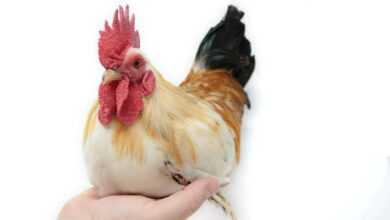 Feathered Friends: Best Chicken Breeds for Beginners Revealed