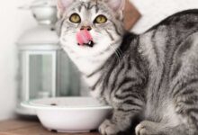 Feline Feast: Unveiling the Top 10 Best Cat Food Products for Every Purr-spective