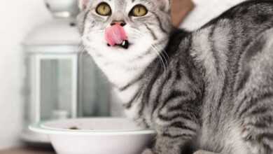 Feline Feast: Unveiling the Top 10 Best Cat Food Products for Every Purr-spective