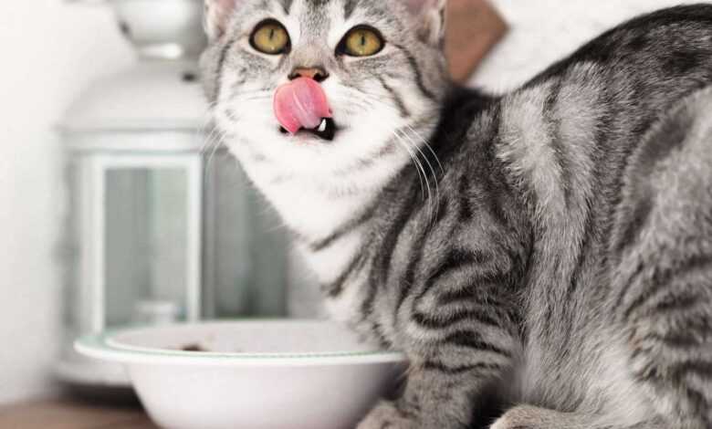 Feline Feast: Unveiling the Top 10 Best Cat Food Products for Every Purr-spective