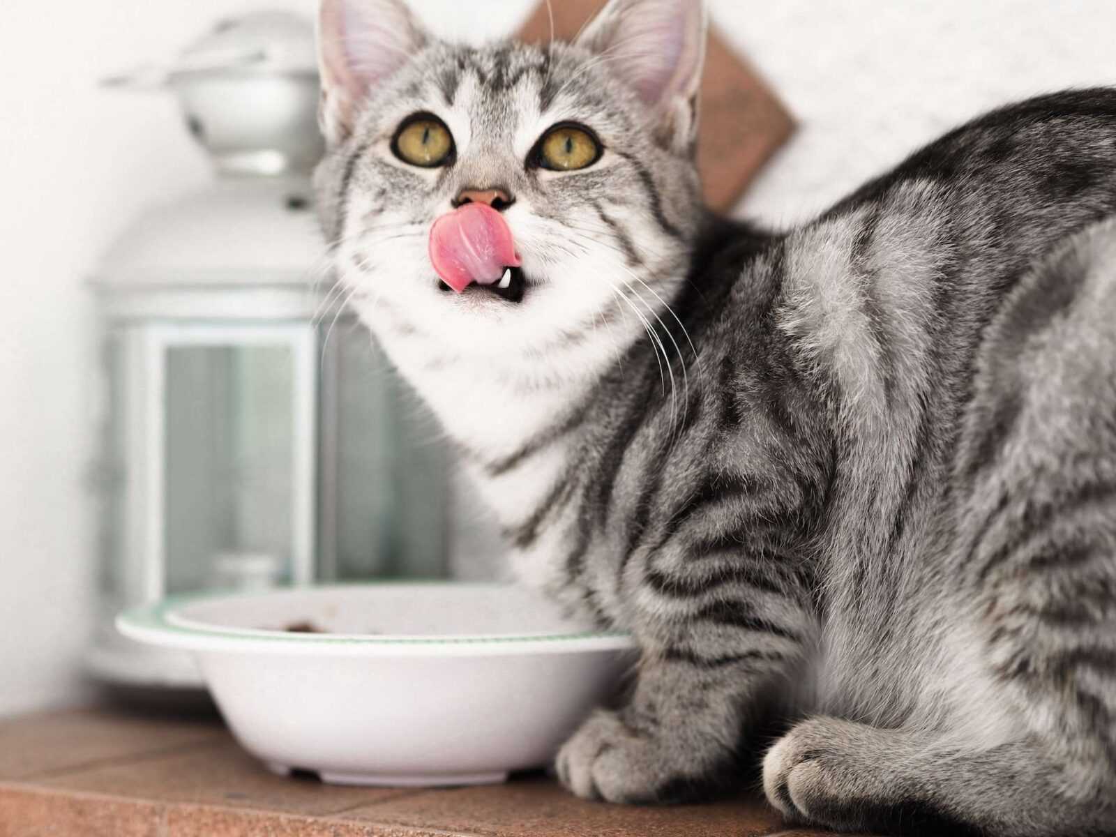 Feline Feast: Unveiling the Top 10 Best Cat Food Products for Every Purr-spective