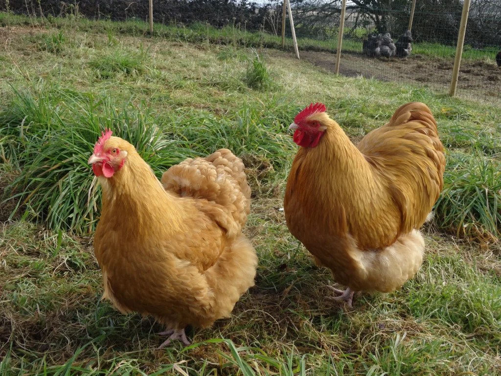 Feathered Friends: 10 Easiest Chicken Breeds to Raise for Beginners