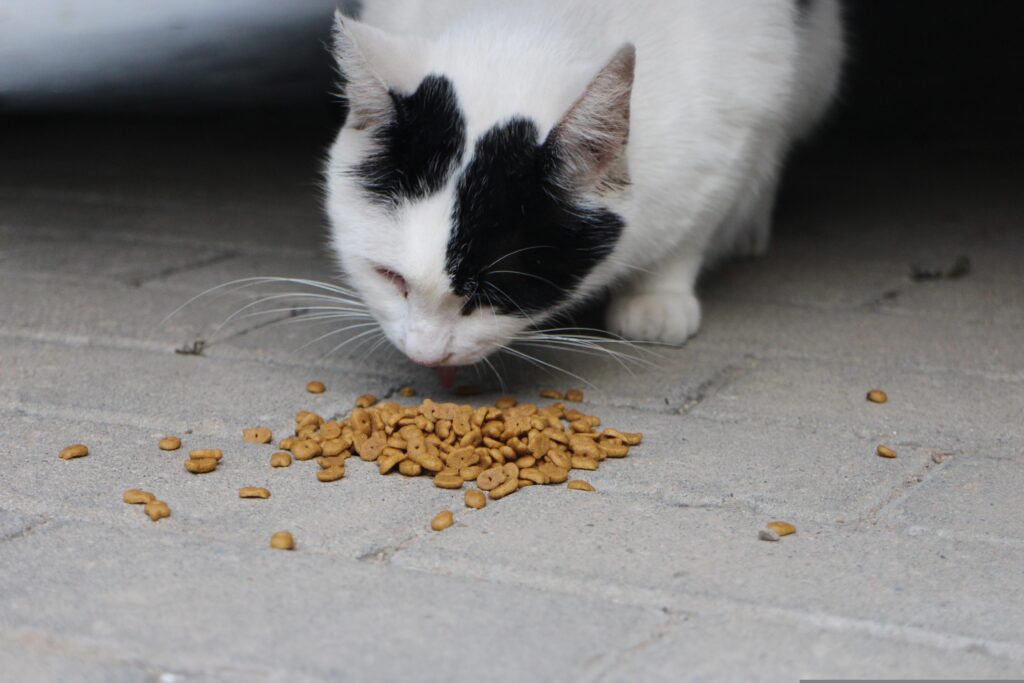Best Vet Recommended Cat Food 2026: The Complete Feline Nutrition Guide