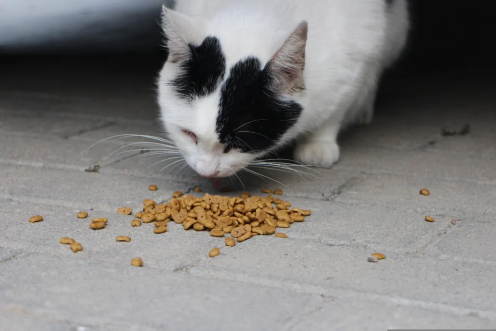 Best Vet Recommended Cat Food 2026: The Complete Feline Nutrition Guide