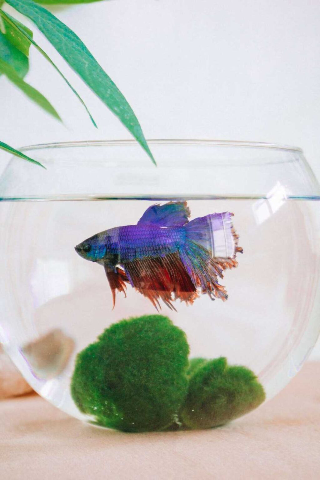 Best Food for Tropical Fish: A Comprehensive Guide to Flakes, Pellets, Wafers and Frozen Foods A Comprehensive Guide of Best Pet Fish Food