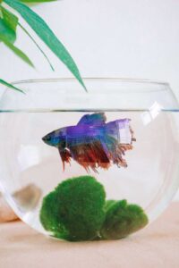 Best Food for Tropical Fish: A Comprehensive Guide to Flakes, Pellets, Wafers and Frozen Foods A Comprehensive Guide of Best Pet Fish Food