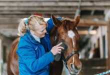 Best Horse Grooming Products: Top Picks for a Healthy Equine Companion