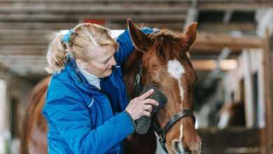 Best Horse Grooming Products: Top Picks for a Healthy Equine Companion