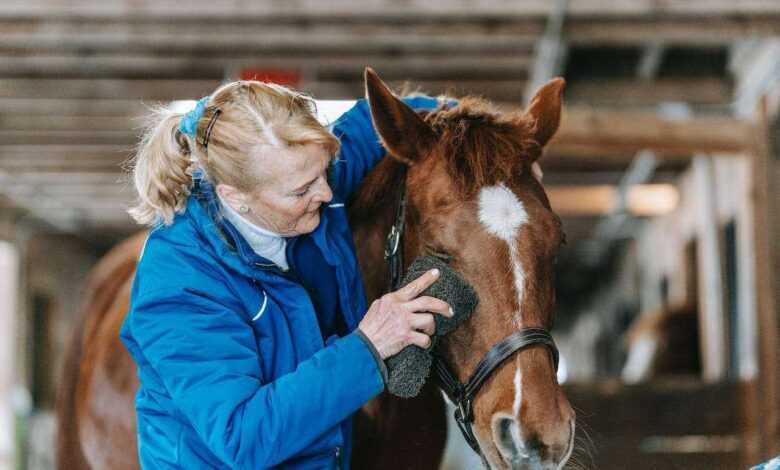 Best Horse Grooming Products: Top Picks for a Healthy Equine Companion