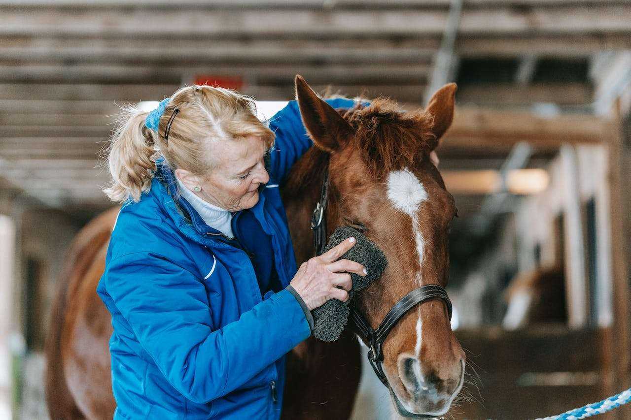 Best Horse Grooming Products: Top Picks for a Healthy Equine Companion