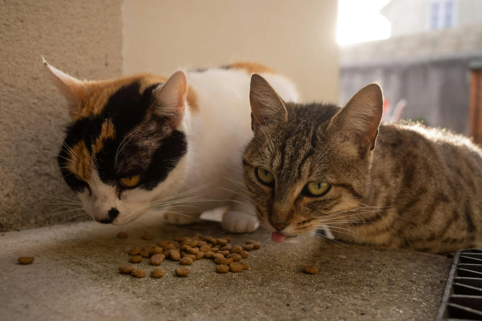 Best Vet Recommended Cat Food 2026: The Complete Feline Nutrition Guide Best Vet Recommended Cat Food 2026: The Complete Feline Nutrition Guide