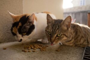 Best Vet Recommended Cat Food 2026: The Complete Feline Nutrition Guide