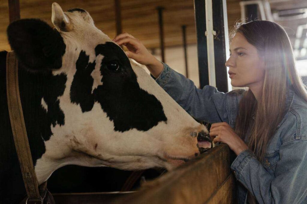 How to Build a Shelter for a Pet Cow: Easy and Cheap DIY Guide (2026) How to Build a Shelter for a Pet Cow: Easy and Cheap DIY Guide (2026)