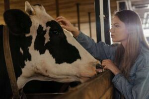 How to Build a Shelter for a Pet Cow: Easy and Cheap DIY Guide (2026)