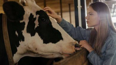 Building a Pet Cow Barn: A Comfortable Home for Your Pet Cow