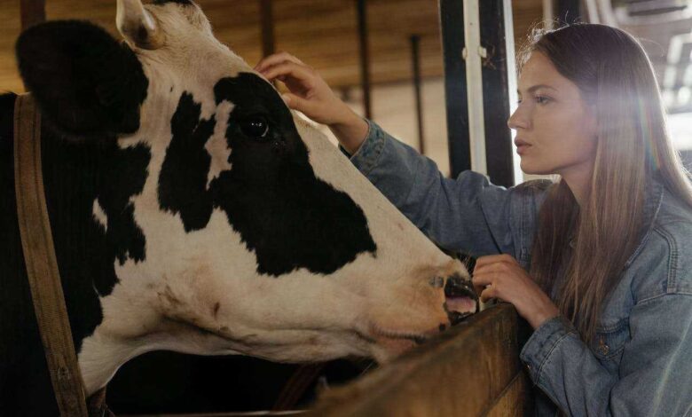 Building a Pet Cow Barn: A Comfortable Home for Your Pet Cow