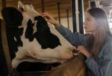 Building a Pet Cow Barn: A Comfortable Home for Your Pet Cow