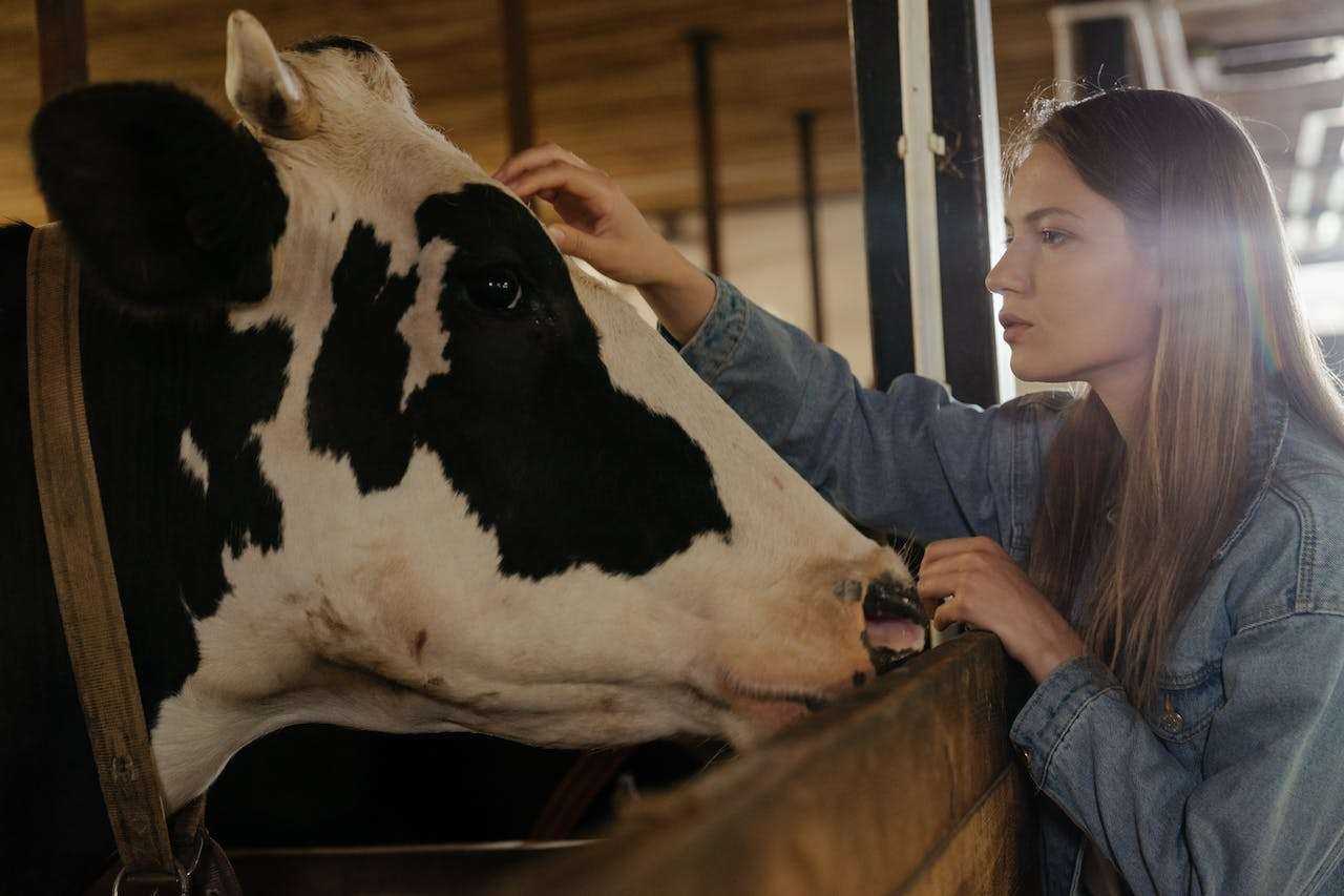 Building a Pet Cow Barn: A Comfortable Home for Your Pet Cow