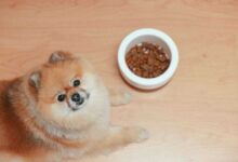 10 Best Dog Food Products: A Comprehensive Guide to Canine Nutrition