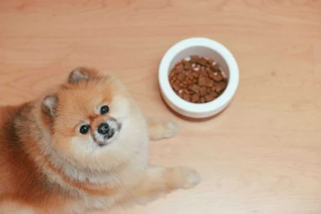 Best Rated Dog Food Brands 2026: The Complete Canine Nutrition Guide Best Rated Dog Food Brands 2026: The Complete Canine Nutrition Guide